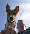 Basenji KSM Muenster 2014 (1121)